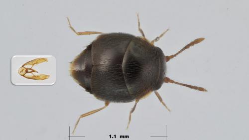 Réf. 278 966 : Cypha longicornis